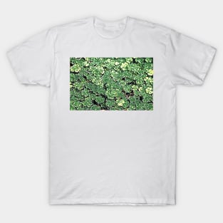 Paddy’s Shamrock T-Shirt